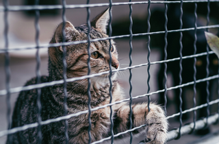 Animal Hostel image